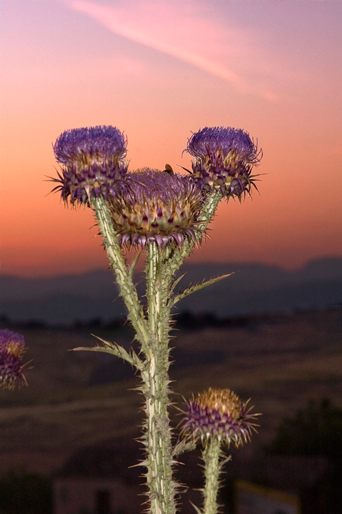 Fiori di carciofo al tramonto