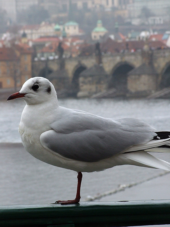 Gabbiano di Praga