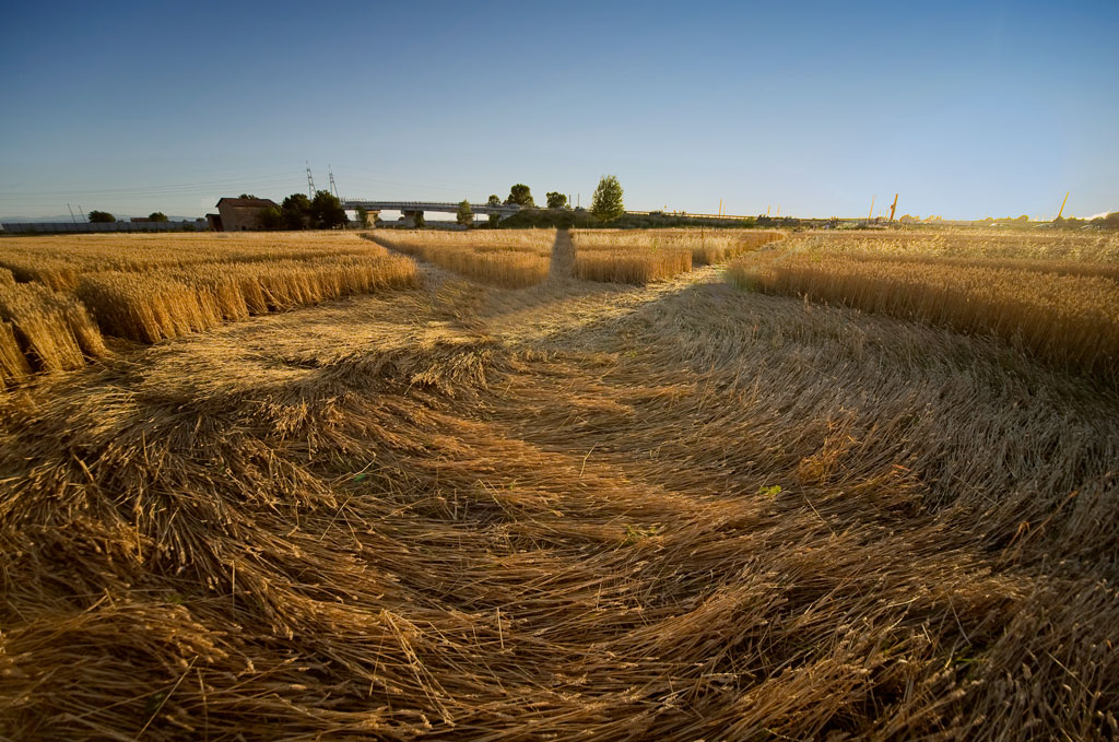 cerchi di grano nel modenese