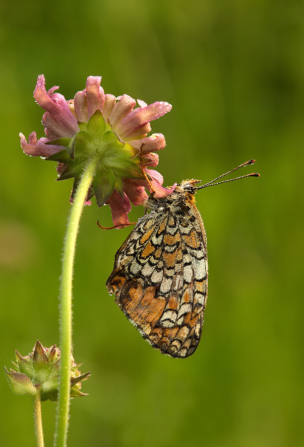 Melitaea athalia