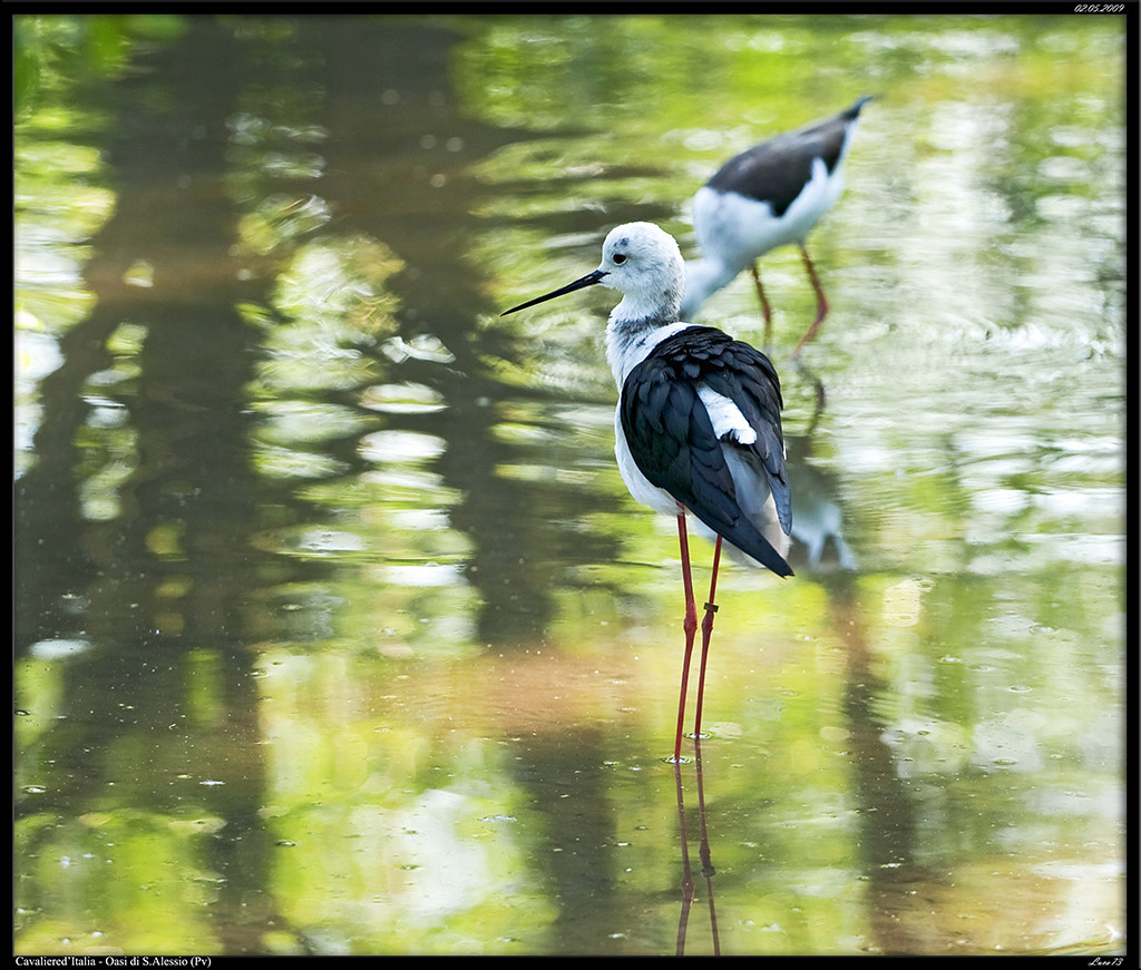 Cavaliere d'Italia # 2