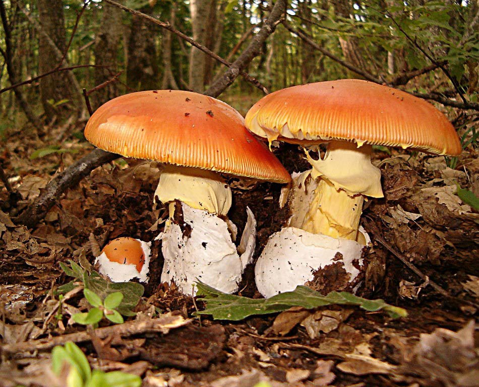 Amanita caesarea