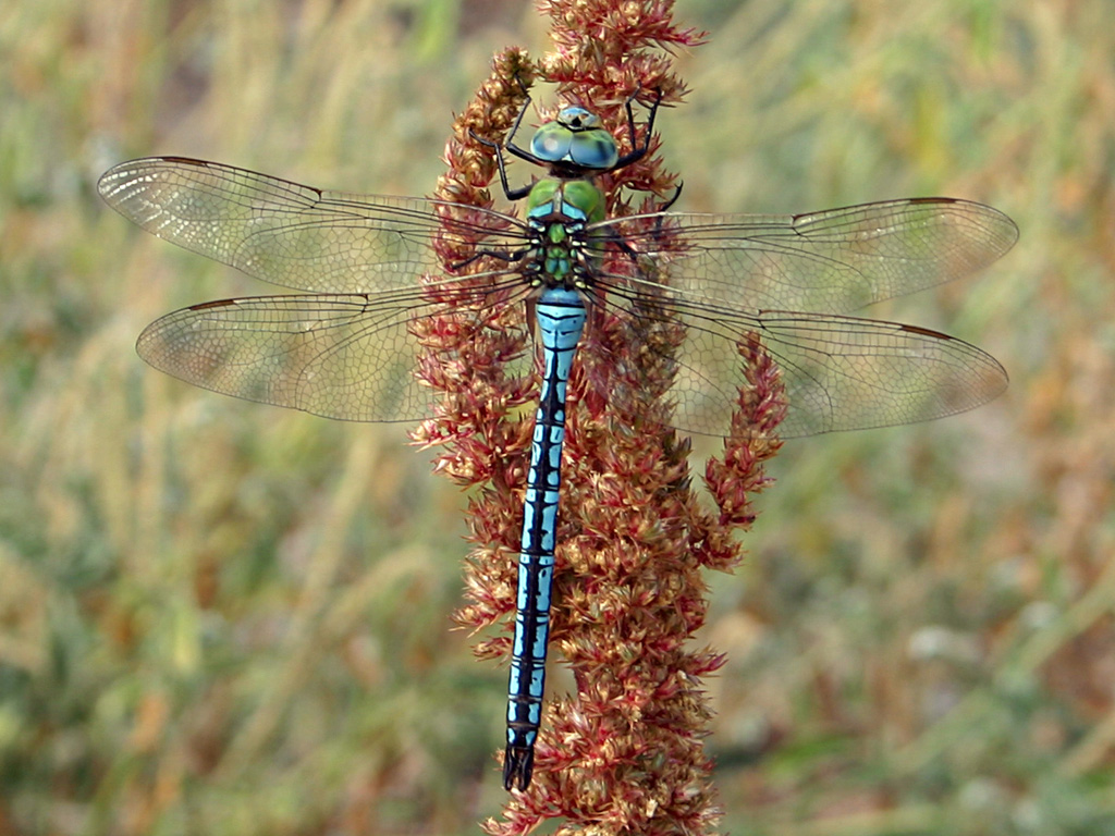 Libellula