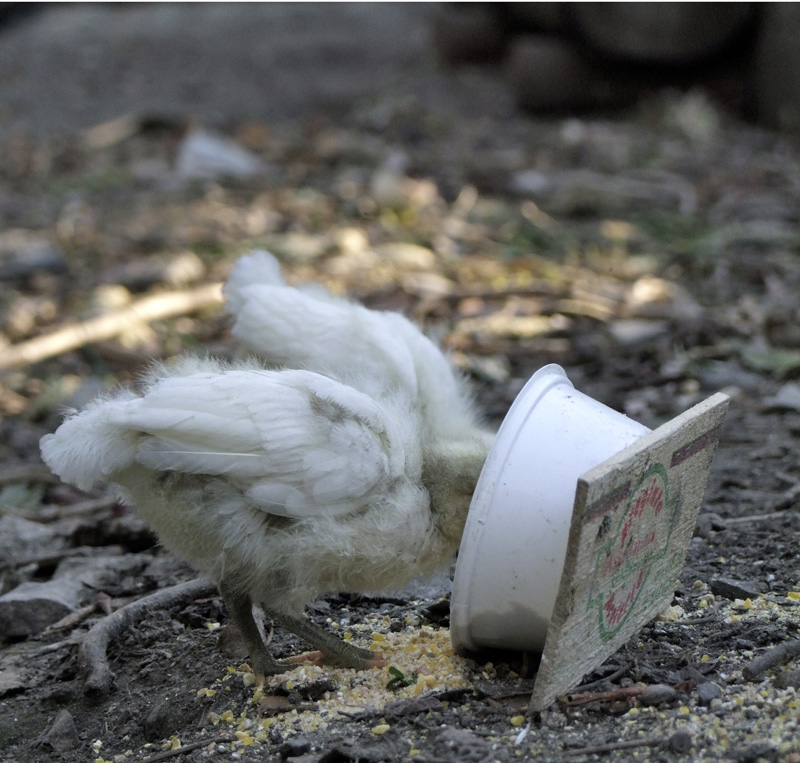 la fame � una brutta bestia!