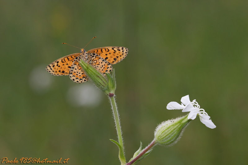 Melitea pronta a spiccare il volo...