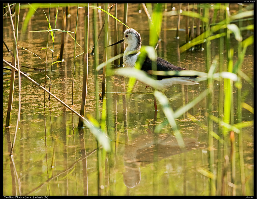 Cavaliere d'Italia # 3