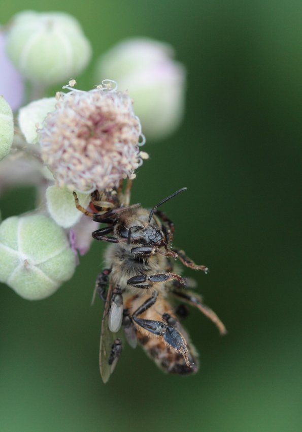 tavolata con commensali