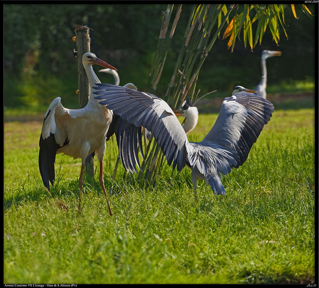 Airone Cenerino VS Cicogna