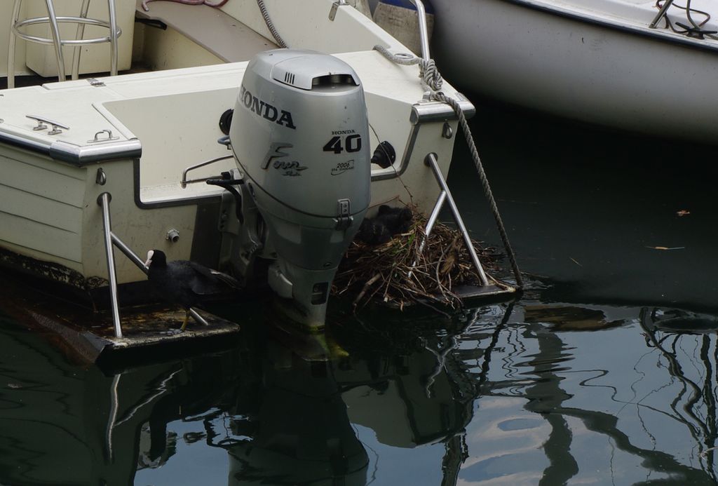 Ambiente naturale Honda