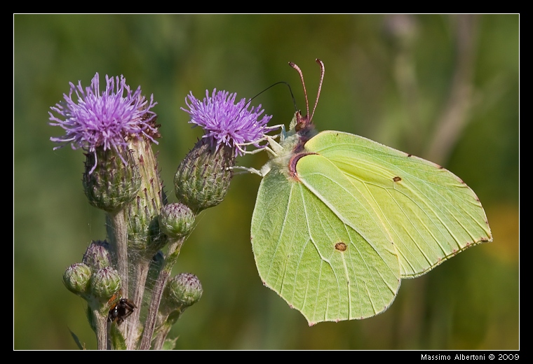 Gonepteryx in action!