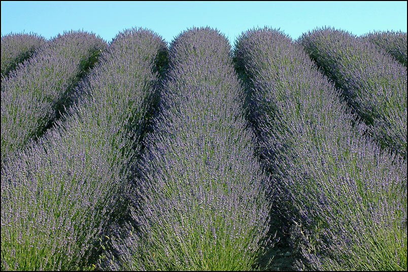 Lavanda del Conero