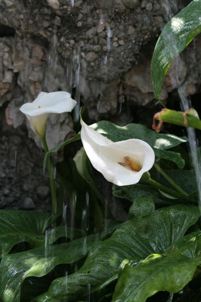 Calla2