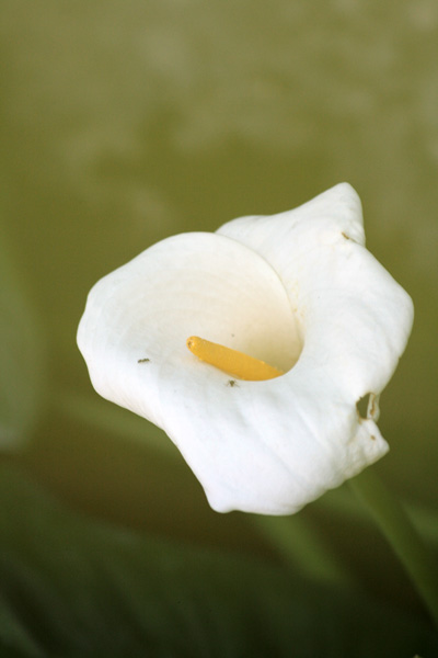 Soft Calla