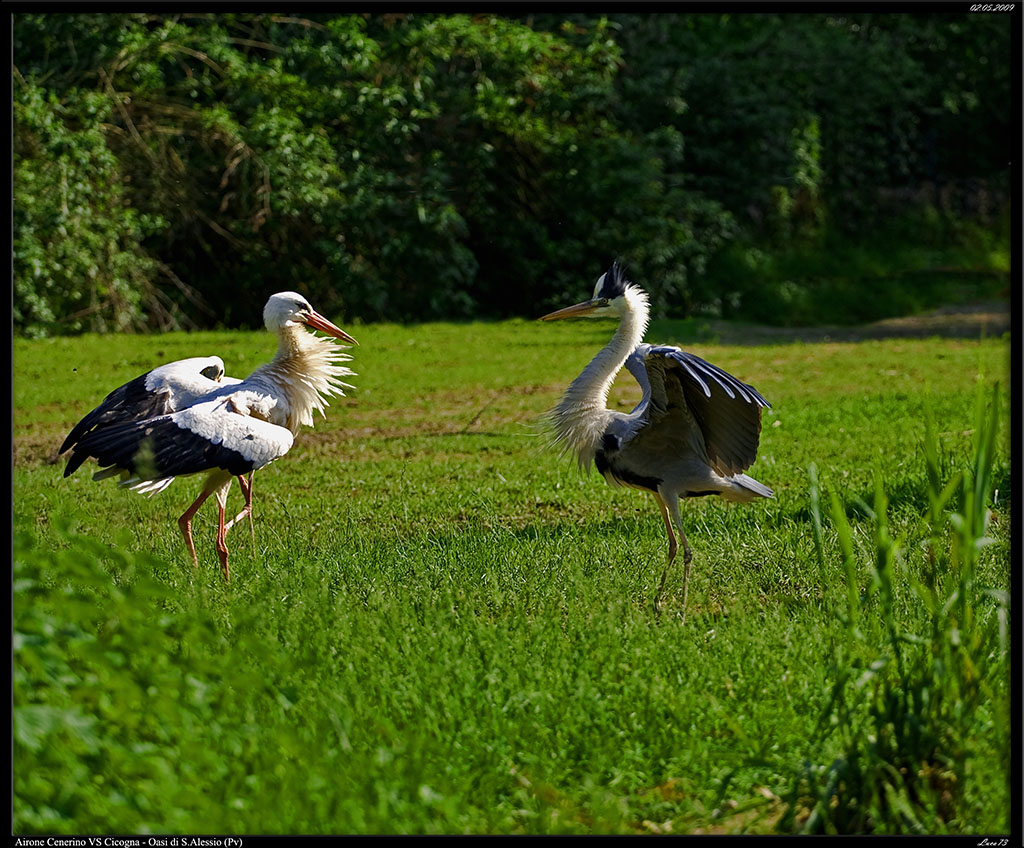 Airone Cenerino VS Cicogna # 2
