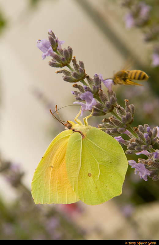 Una poltrona per due