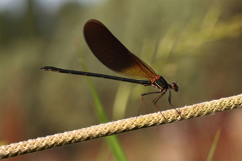 ...Sulla Corda...!!!