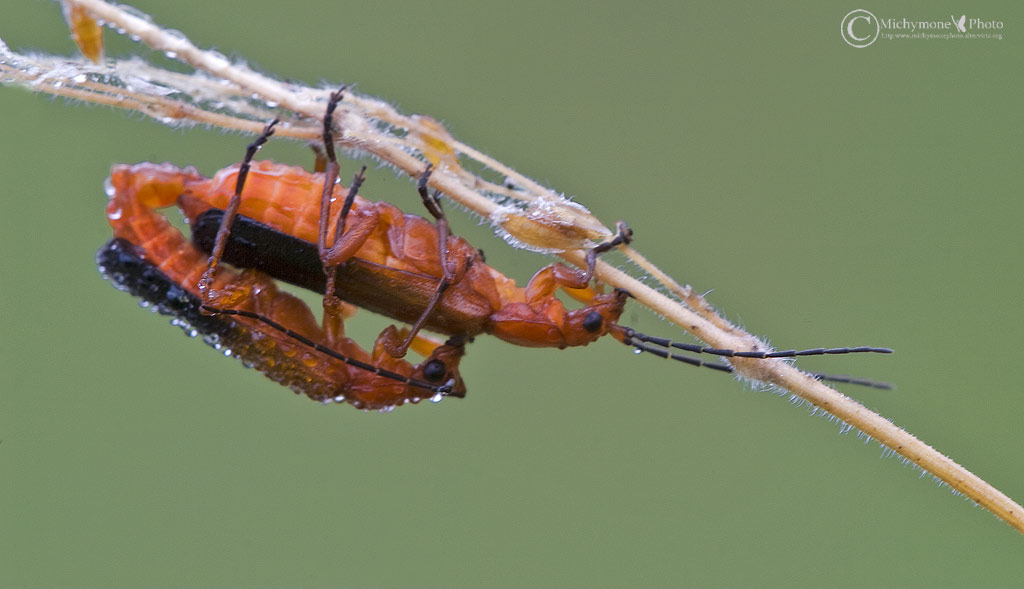 insetti in amore....