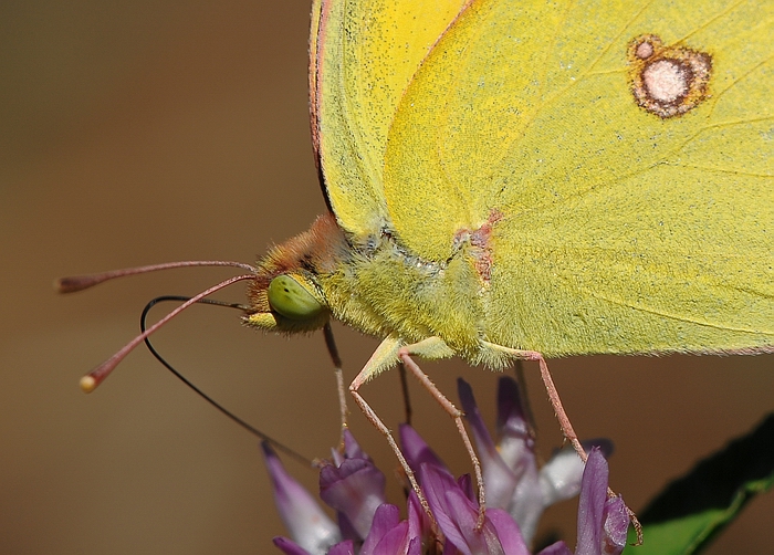 colias