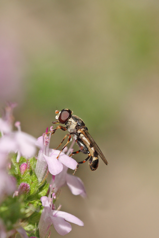 Dittero su fiori di timo