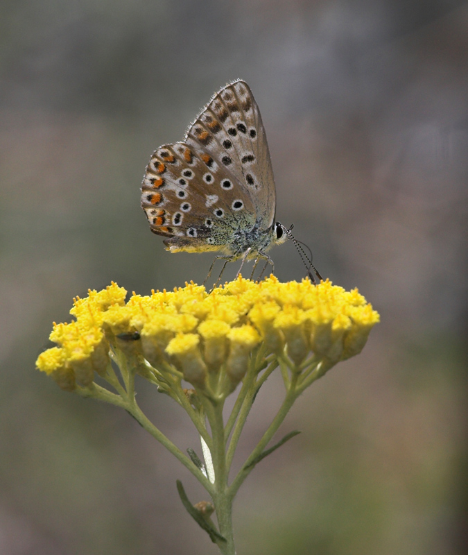 :: Piccola farfalla ::
