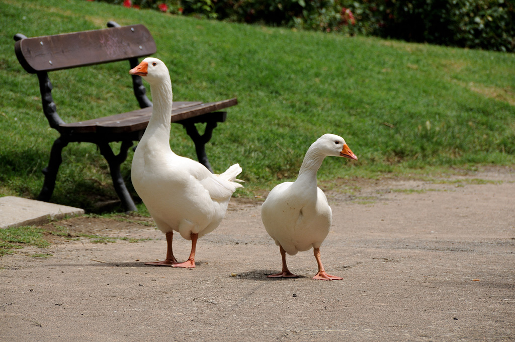 La passeggiata nel parco