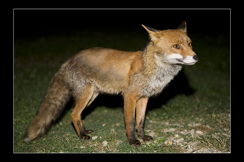 Volpe... vado o non vado... questi umani non mi convincono molto...
