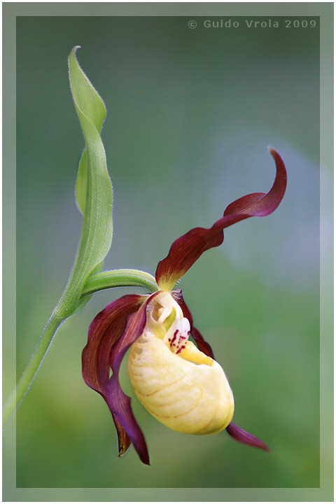 Pianella della Madonna (Cypripedium calceolus)