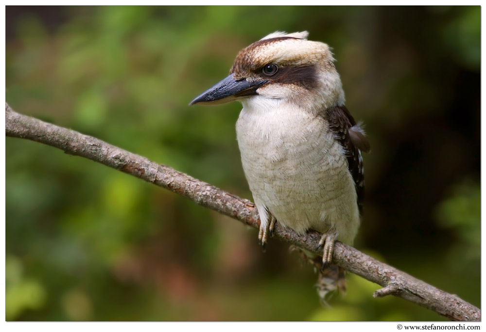 Kookaburra