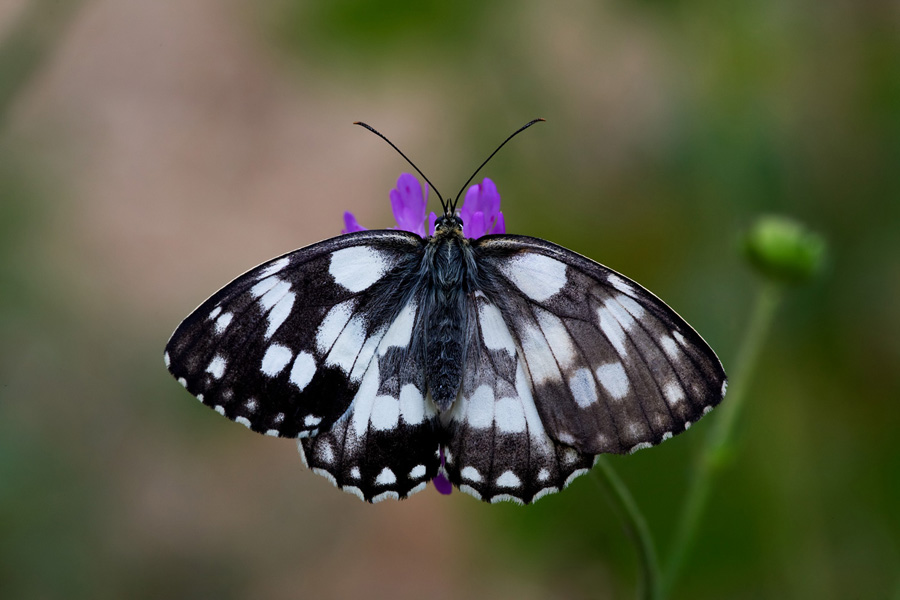 Melanargia galathea