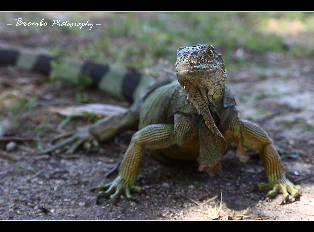 Dinosauro...dell'era moderna...