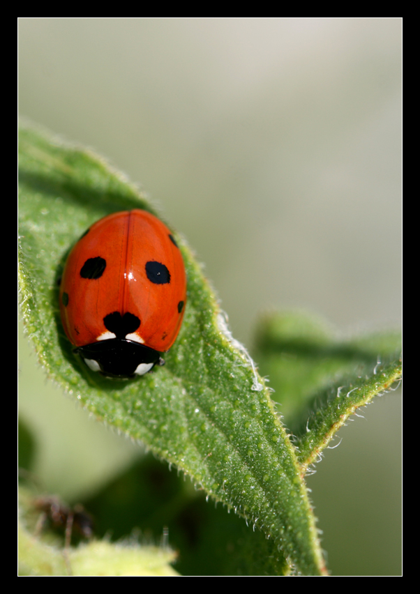 Coccinella