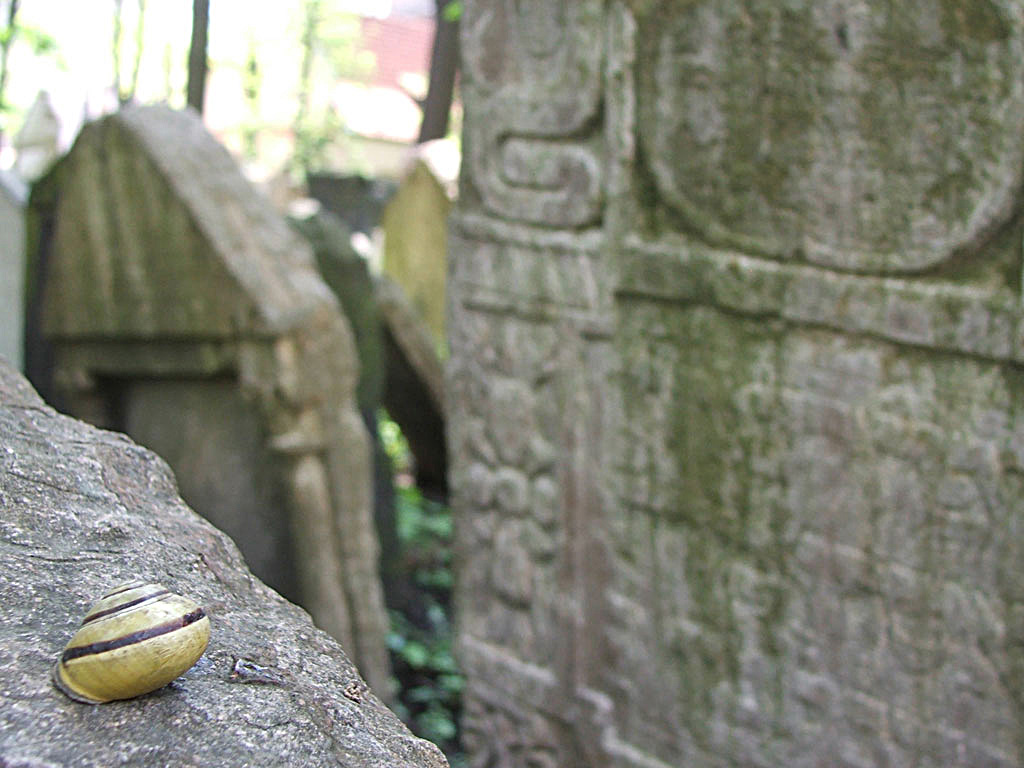 Lumaca su lapide al cimitero ebraico (Praga, aprile 2008)