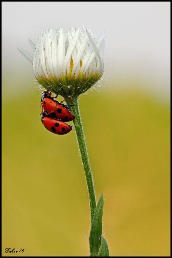 Coccinelle
