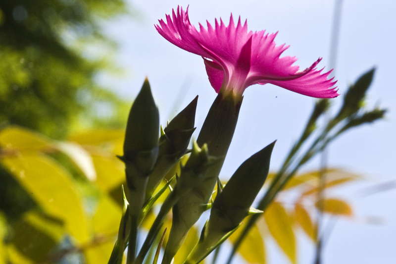 Dianthus Balbisii (?)