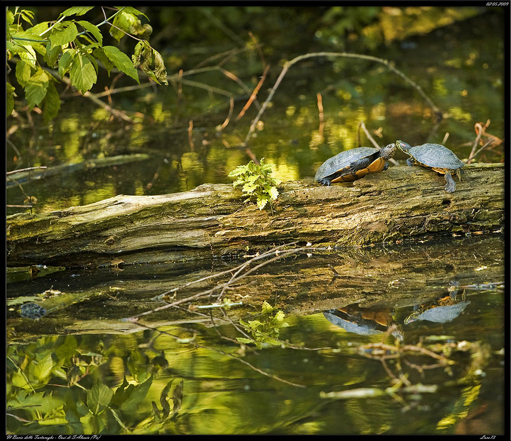Il Bacio delle Tartarughe