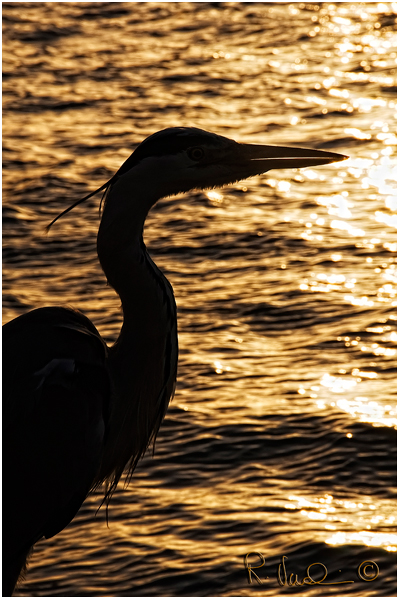 Ombre dorate a Volendam