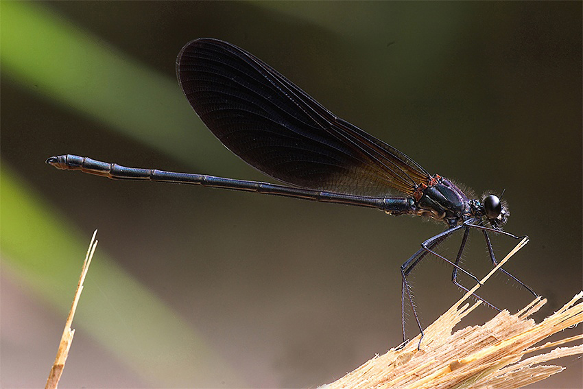 ...La Mia Solita Modella...!!!