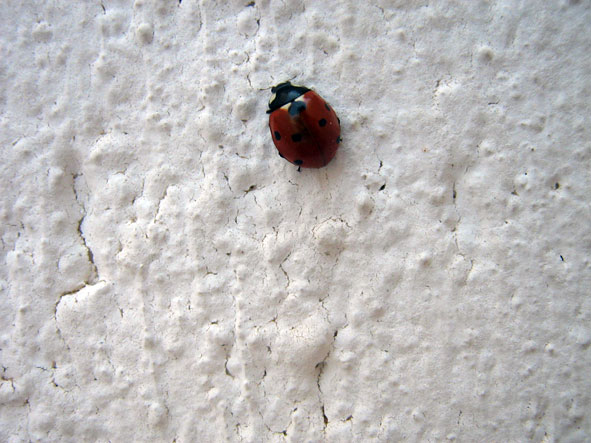 il mio portafortuna preferito