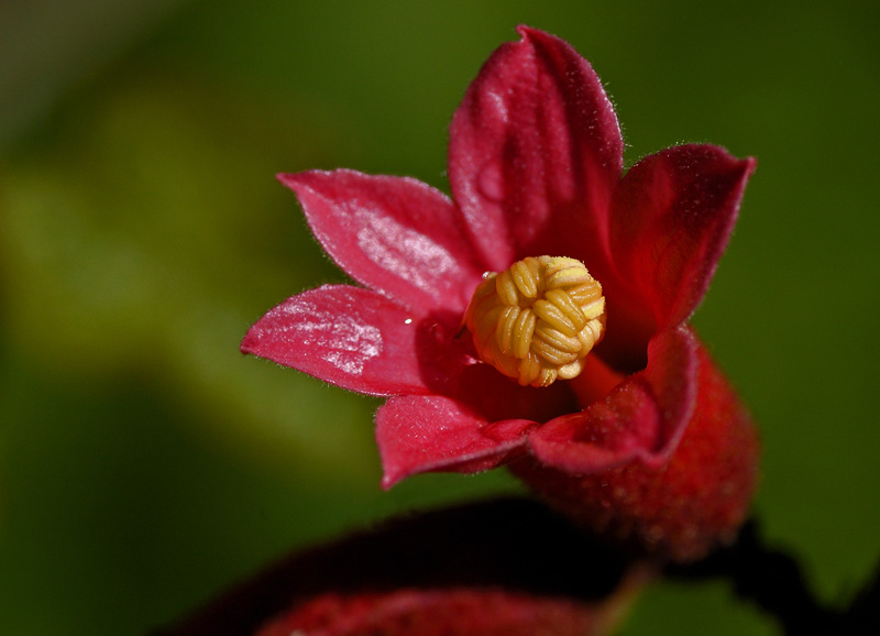 fiore