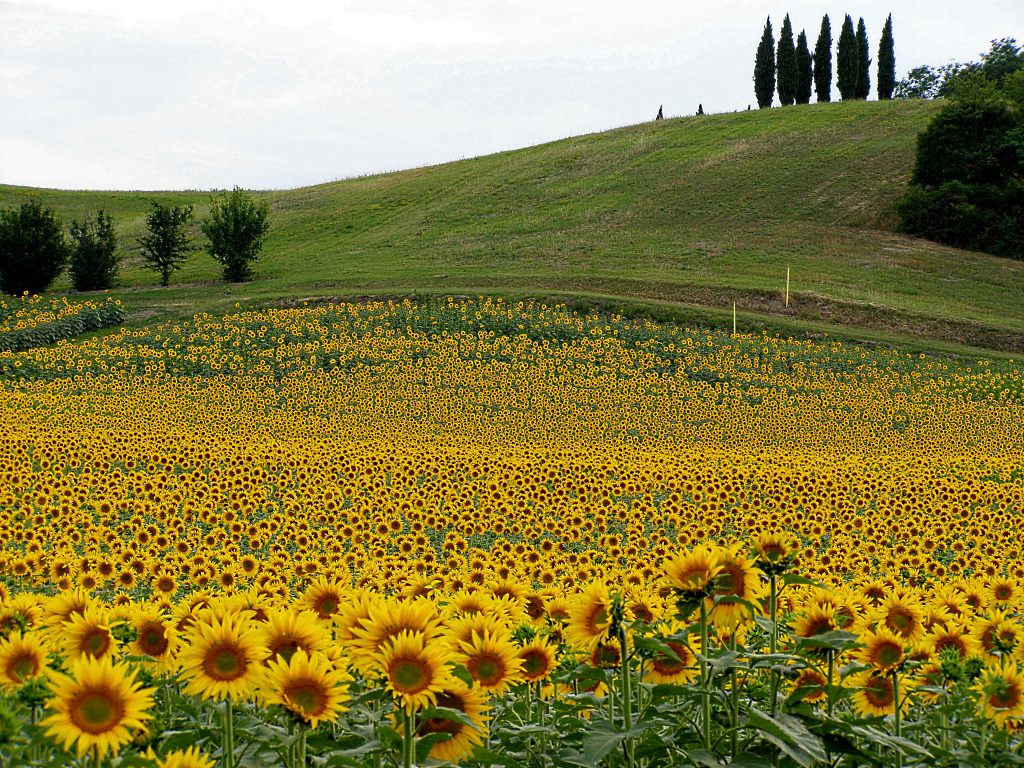 Campo di girasoli
