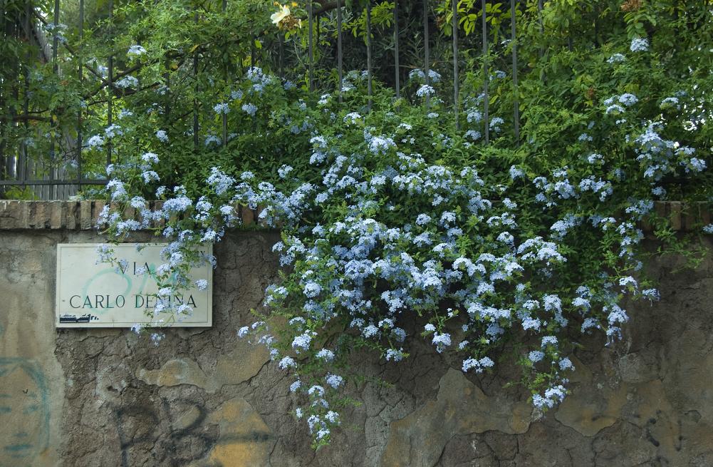 VIA CARLO DENINA