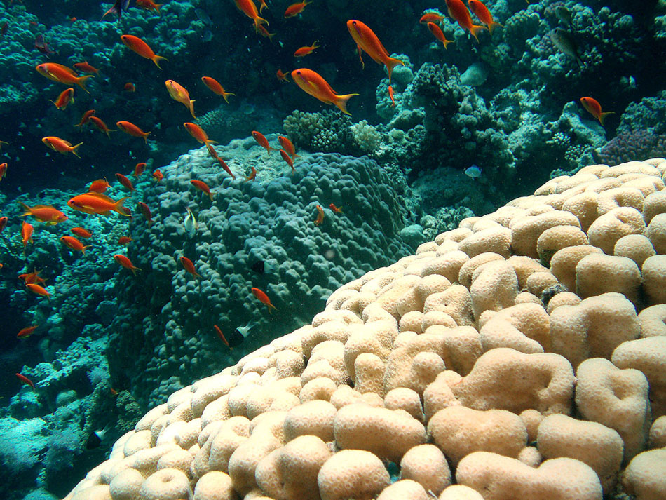 .. forma ... linea ... colore...