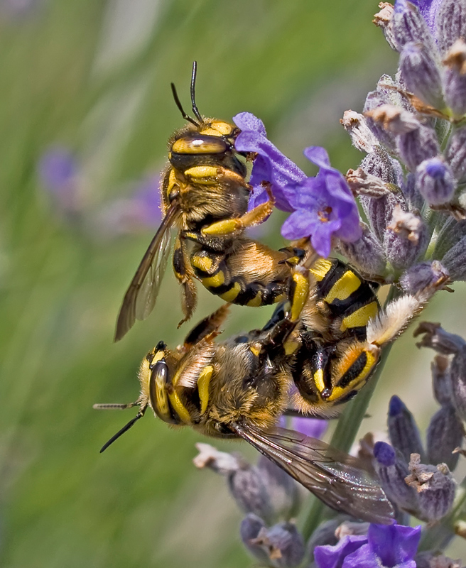 ditteri o sirfidi? ...accoppiamento