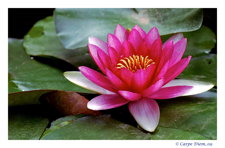 La ninfea ... degli dei