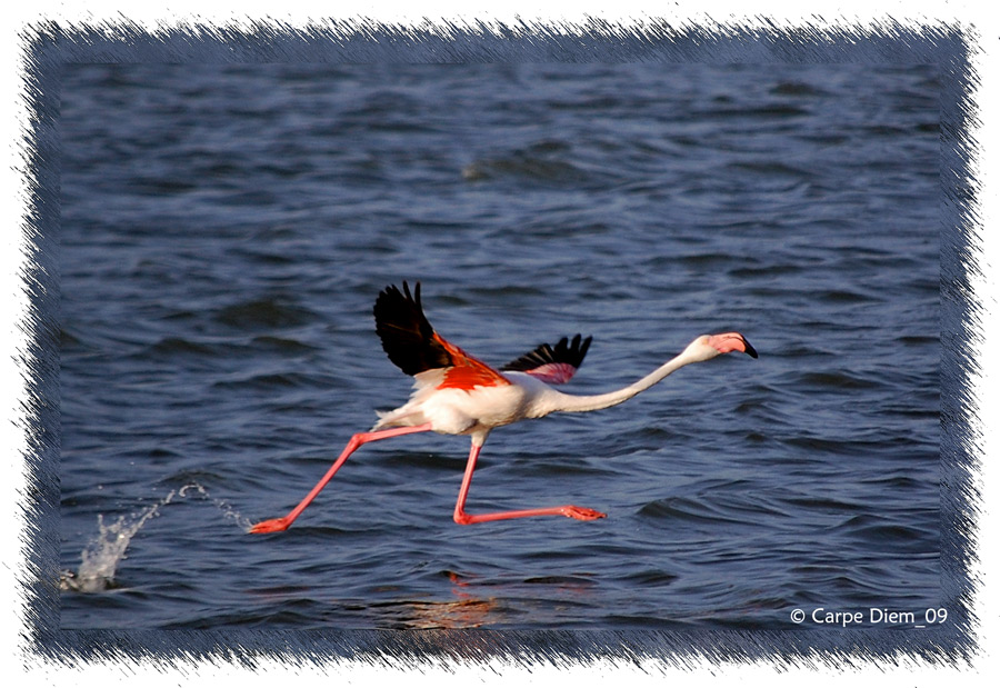 Le Flamand rose qui s'en va ...