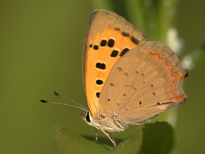 lycaena phlaeas