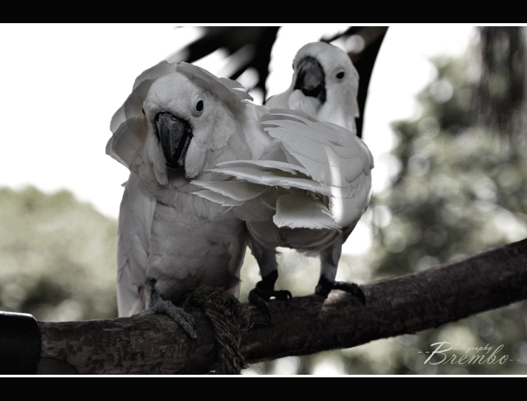 Giochi da pappagalli....