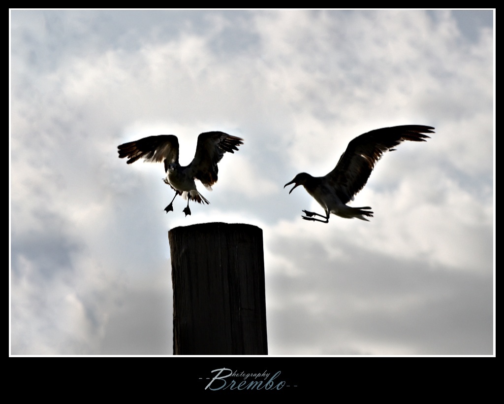 Per un posto al sole...