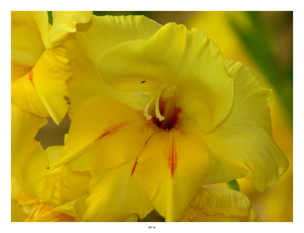 Gladioli con ragnetto...