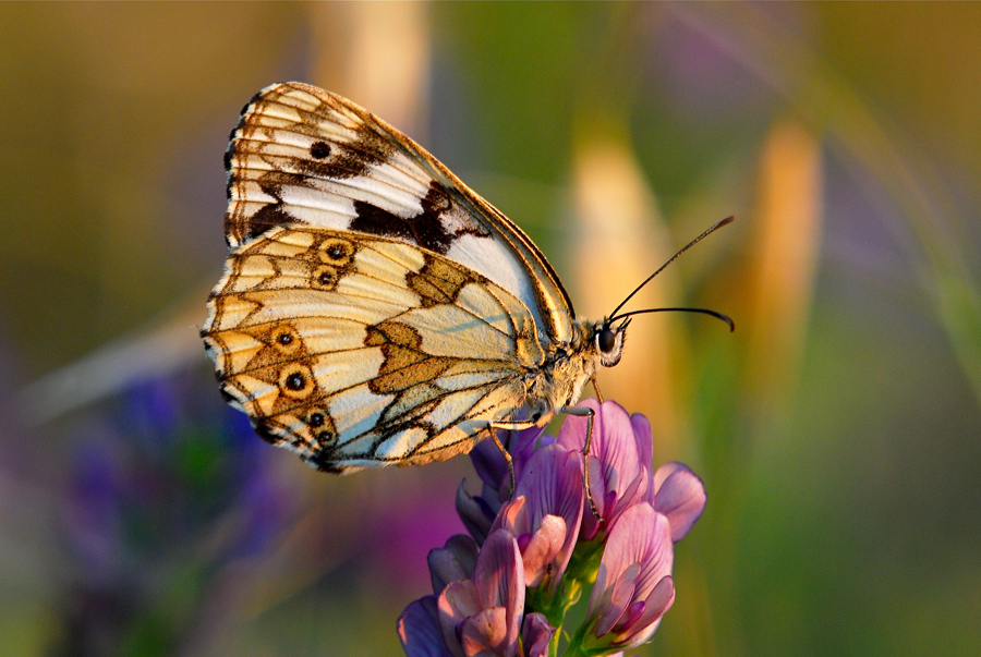 In faccia al tramonto